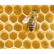 Пчелиный воск (натуральный)